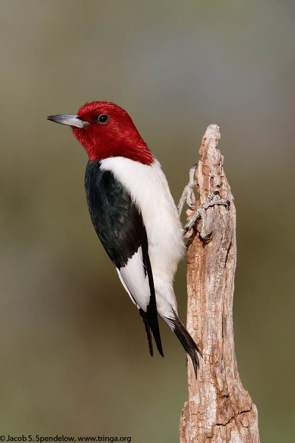 Red-headed Woodpecker