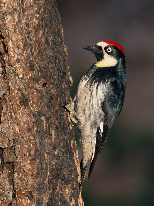 Acorn Woodpecker