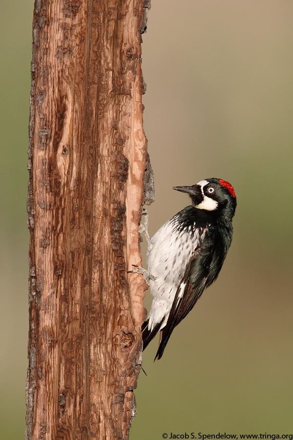 Acorn Woodpecker