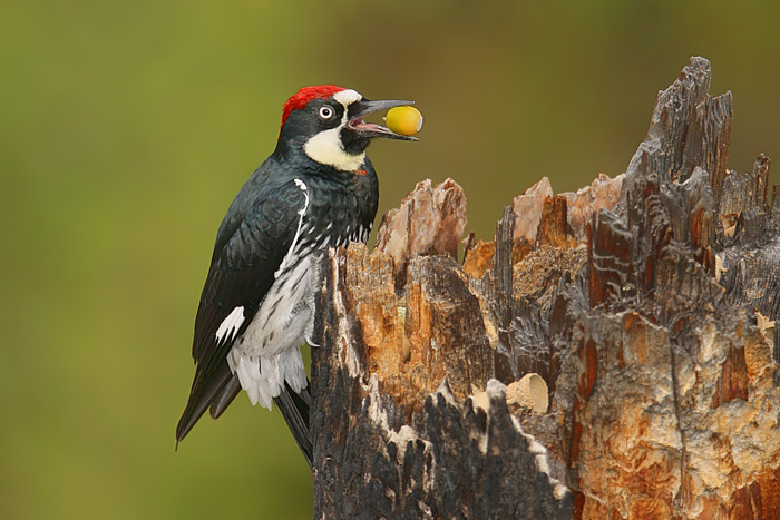 Acorn Woodpecker 1 Acorn Woodpecker 1
