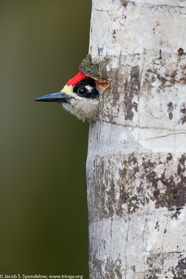 Black-cheeked Woodpecker