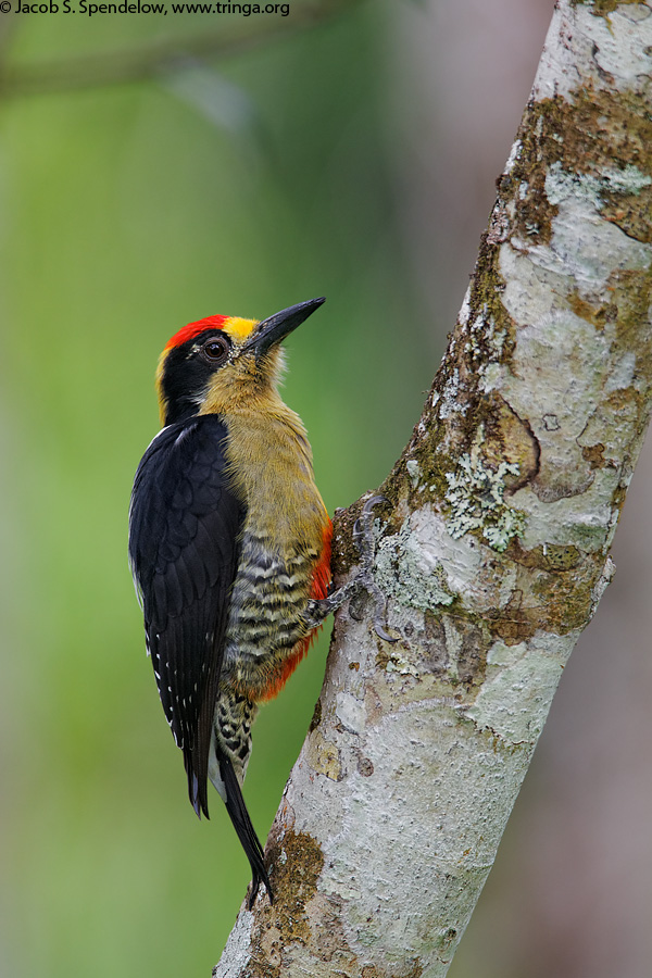 Golden-naped Woodpecker