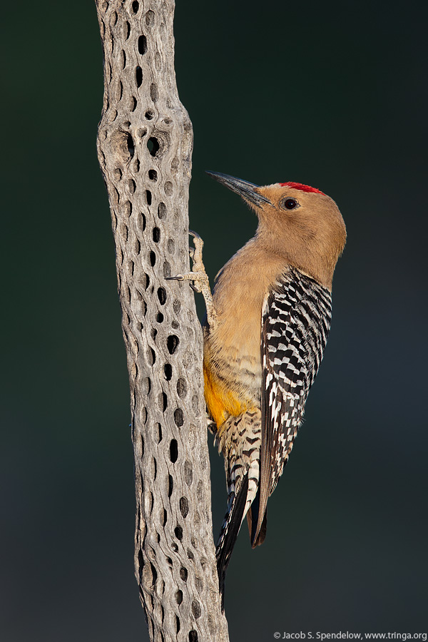 Gila Woodpecker