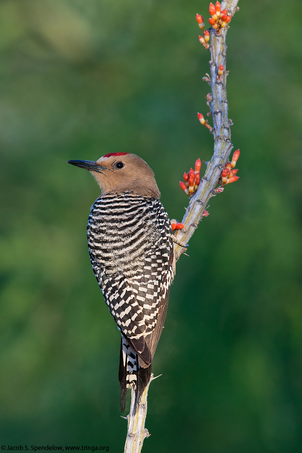 Gila Woodpecker