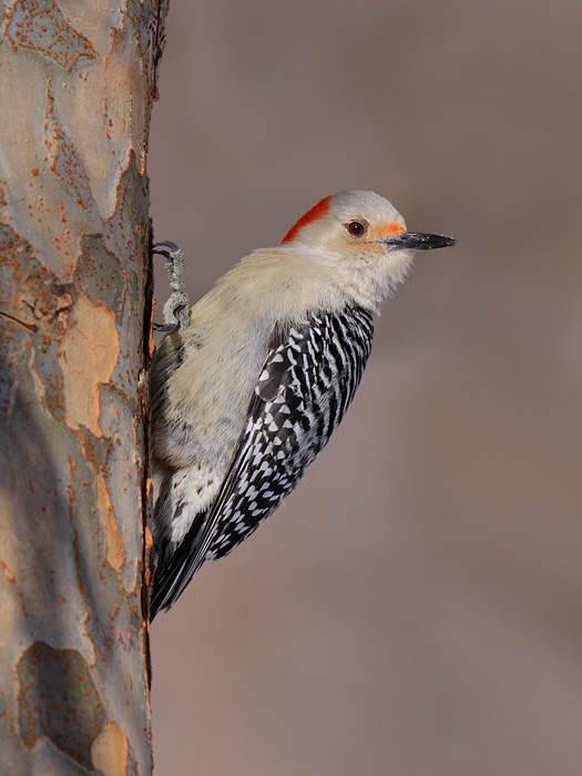 Red-bellied Woodpecker