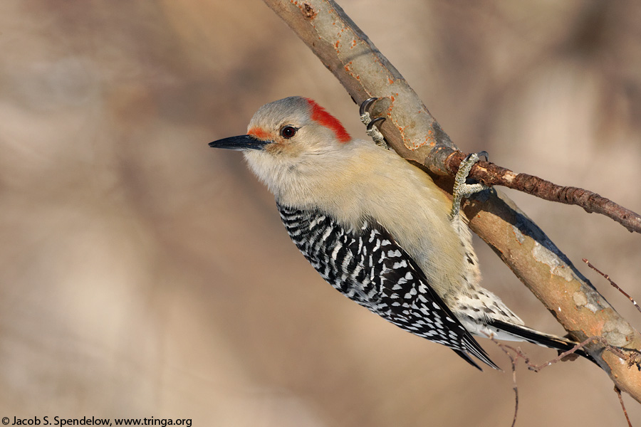 Red-bellied Woodpecker