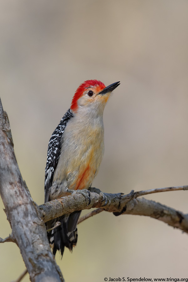 Red-bellied Woodpecker