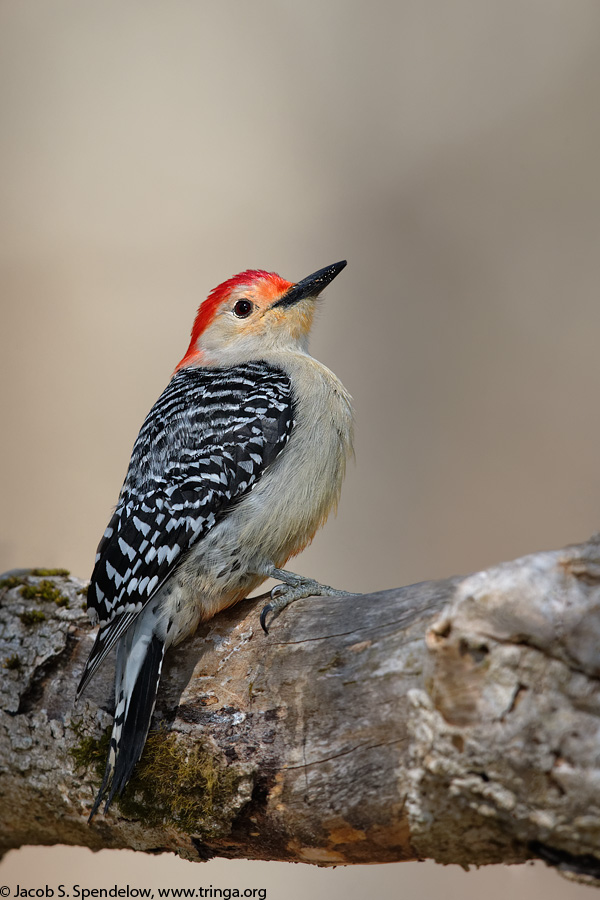 Red-bellied Woodpecker