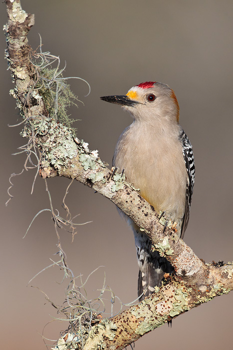 Golden-fronted Woodpecker