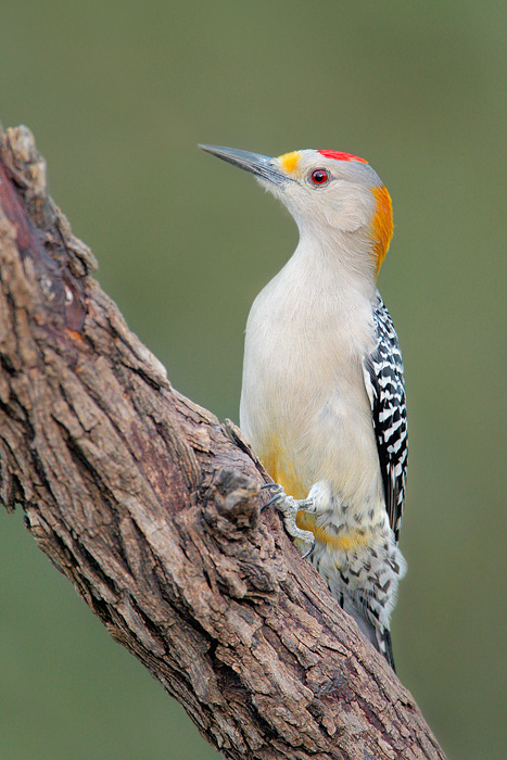 Golden-fronted Woodpecker