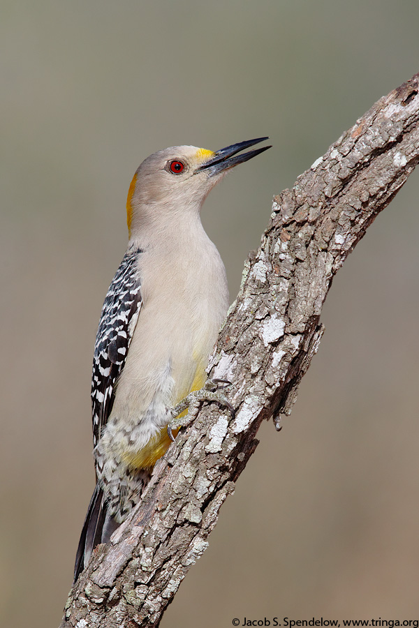 Golden-fronted Woodpecker