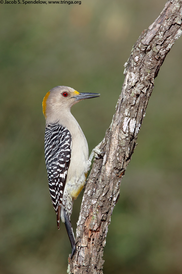 Golden-fronted Woodpecker