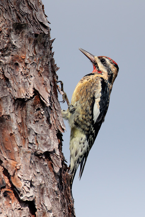 Yellow-bellied Sapsucker