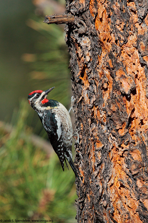 Red-naped Sapsucker