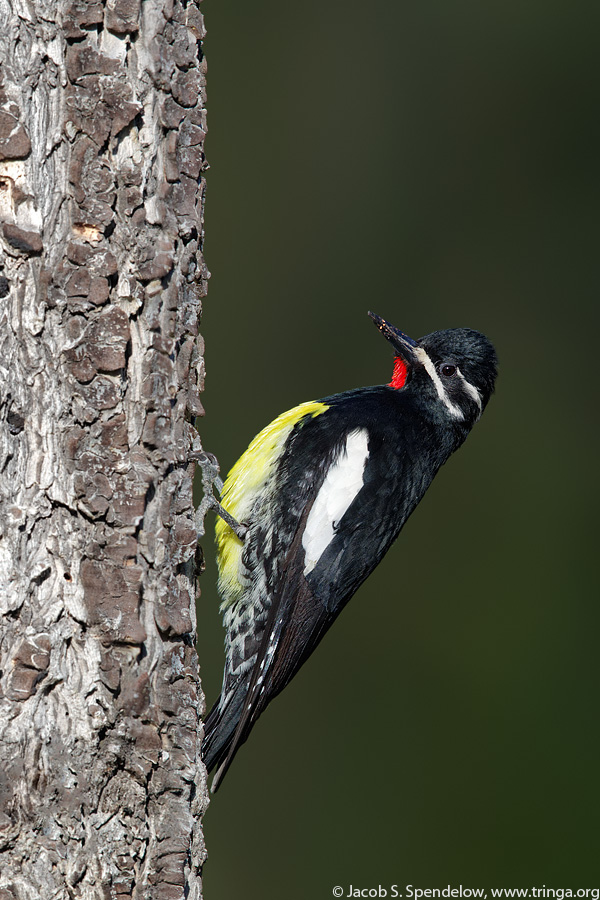 Williamson's Sapsucker