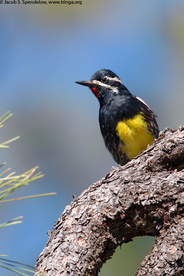 Williamson's Sapsucker