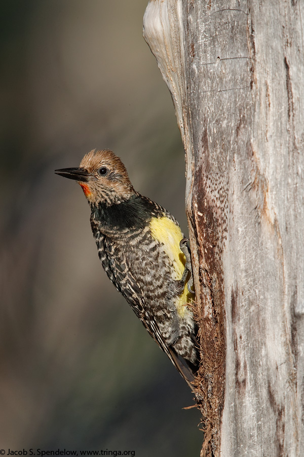 Williamson's Sapsucker