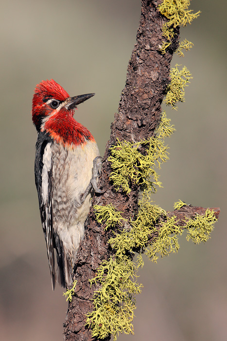 Hybrid Sapsucker (Red-breasted Sapsucker X Red-naped Sapsucker)