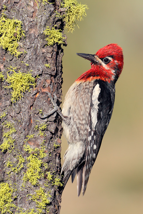 Hybrid Sapsucker (Red-breasted Sapsucker X Red-naped Sapsucker)