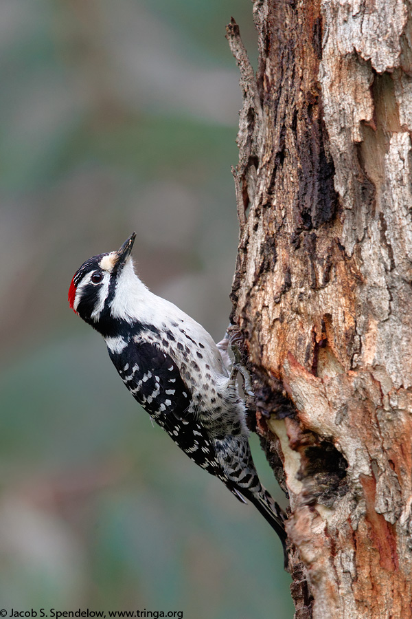 Nuttall's Woodpecker