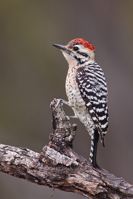 Ladder-backed Woodpecker