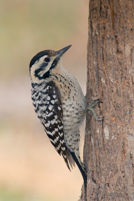 Ladder-backed Woodpecker