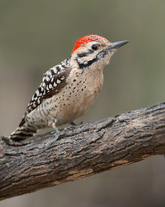 Ladder-backed Woodpecker