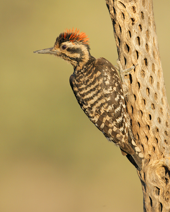 Ladder-backed Woodpecker