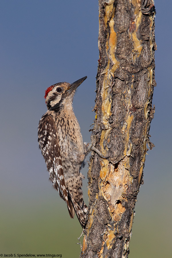 Ladder-backed Woodpecker