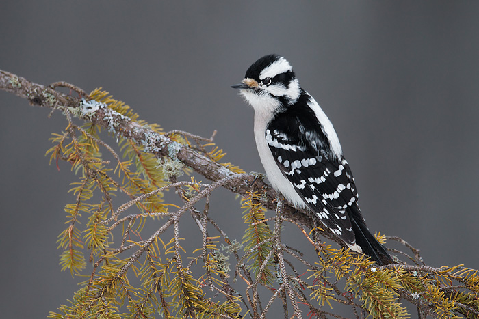 Downy Woodpecker