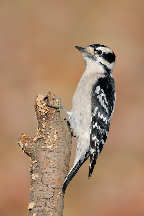 Downy Woodpecker