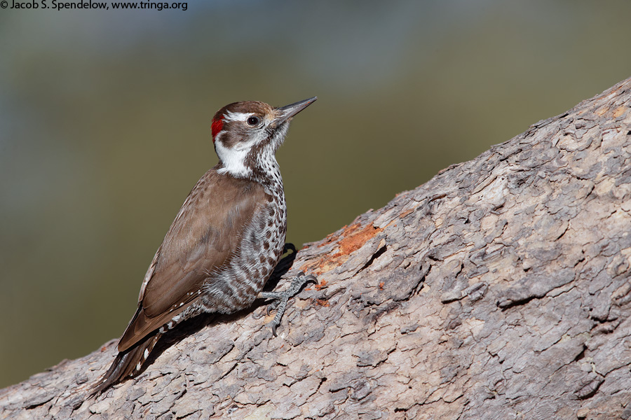 Arizona Woodpecker