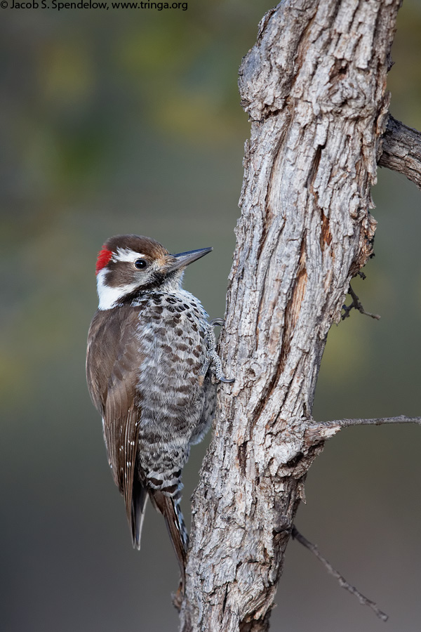 Arizona Woodpecker