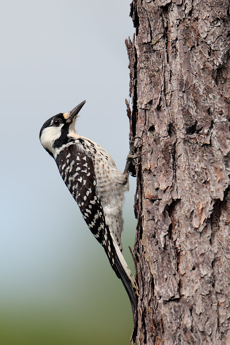 Red-cockaded Woodpecker