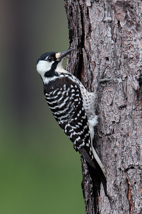 Red-cockaded Woodpecker