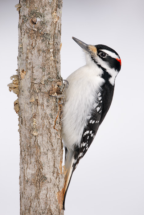 Hairy Woodpecker