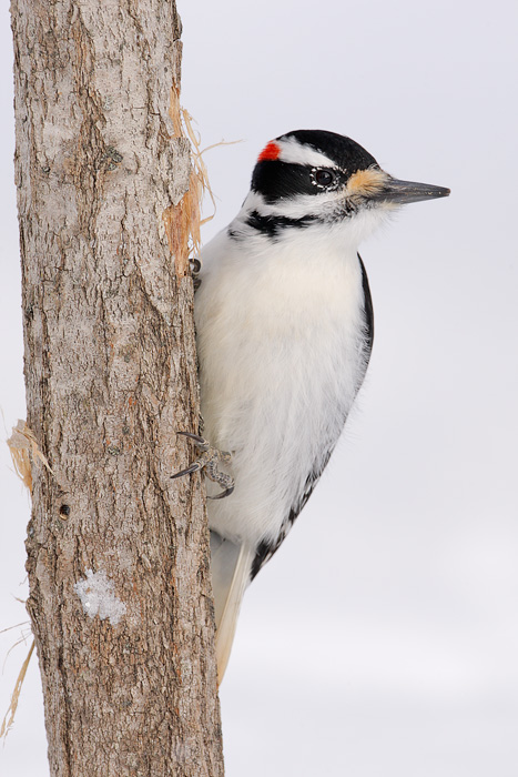 Hairy Woodpecker