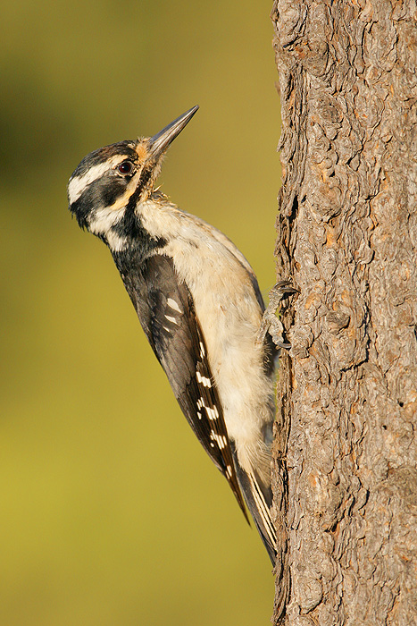 Hairy Woodpecker