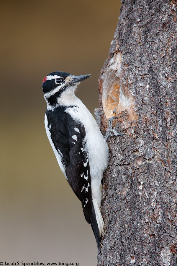 Hairy Woodpecker