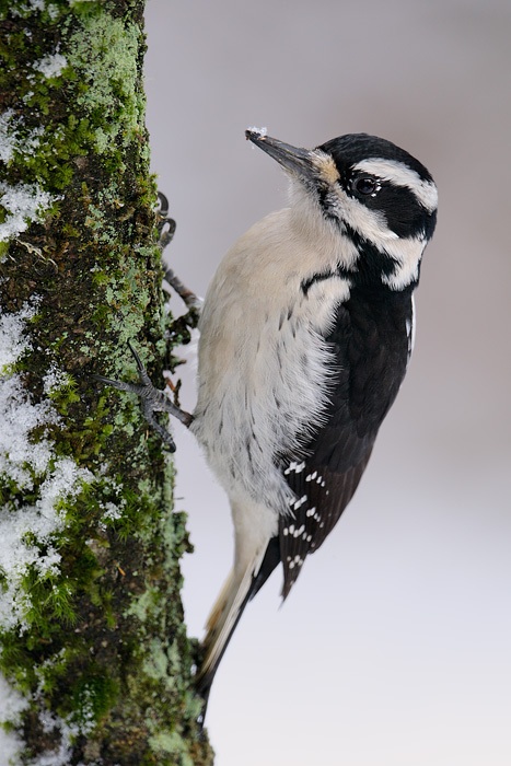 Hairy Woodpecker