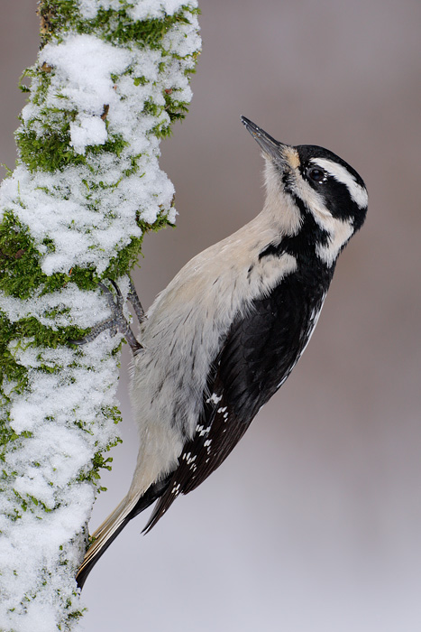 Hairy Woodpecker