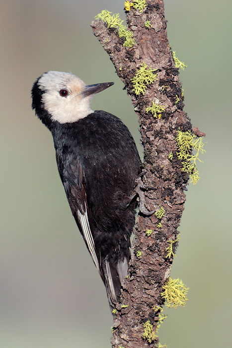 White-headed Woodpecker