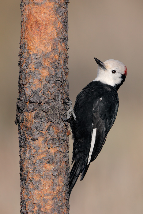 White-headed Woodpecker