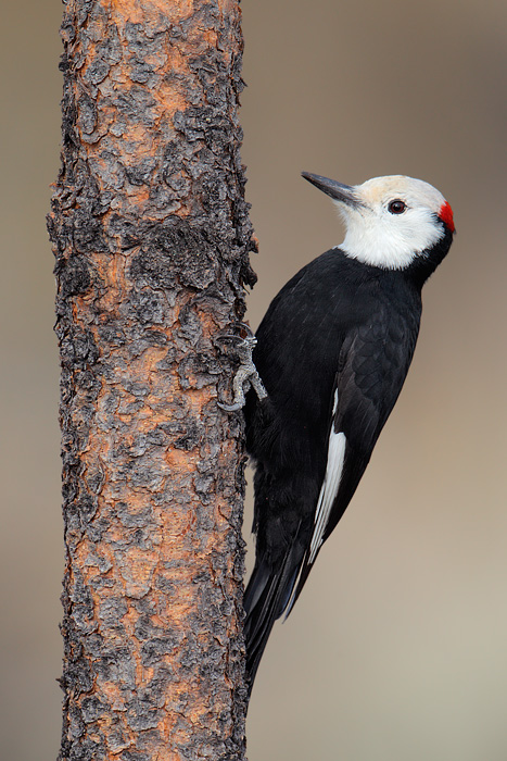 White-headed Woodpecker