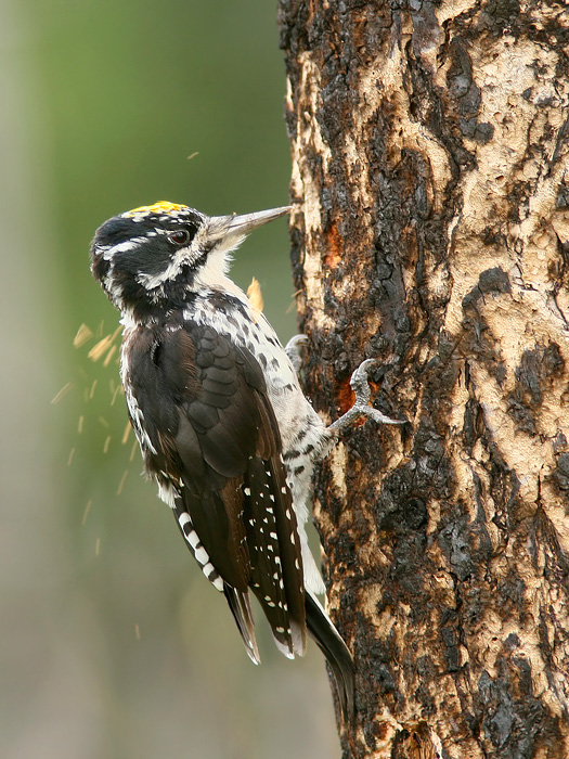 American Three-toed Woodpecker