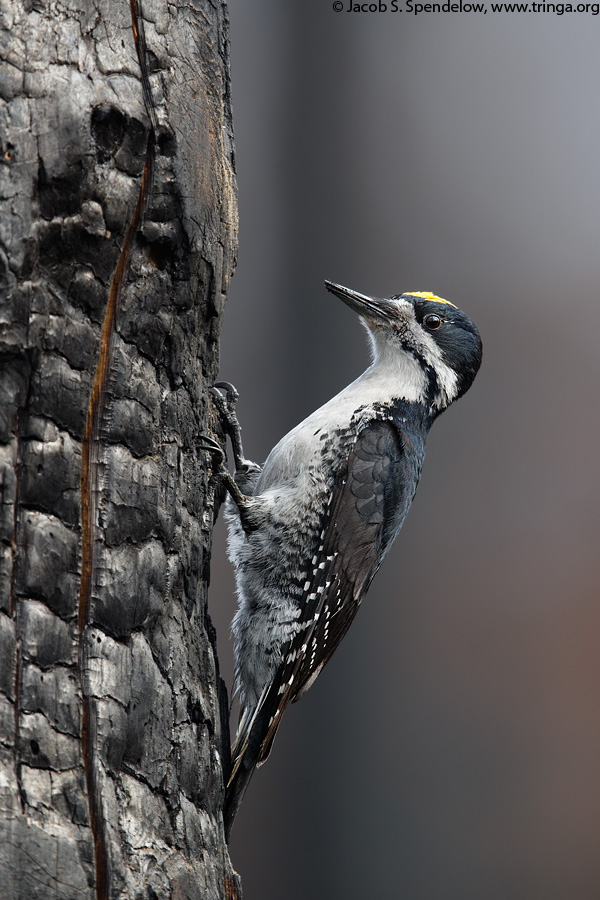 Black-backed Woodpecker