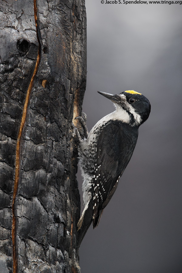 Black-backed Woodpecker