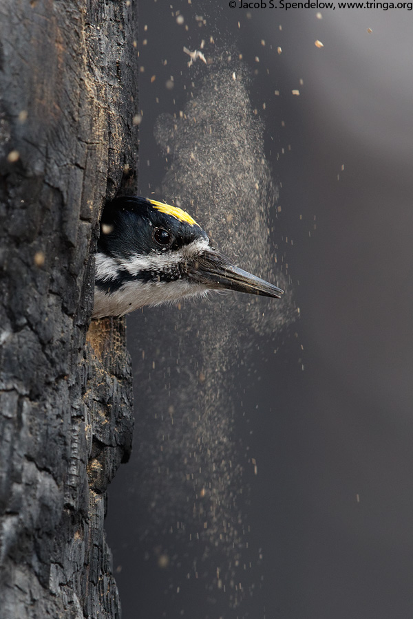 Black-backed Woodpecker