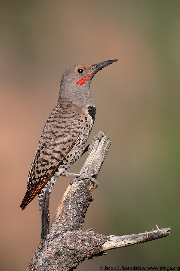 Northern Flicker