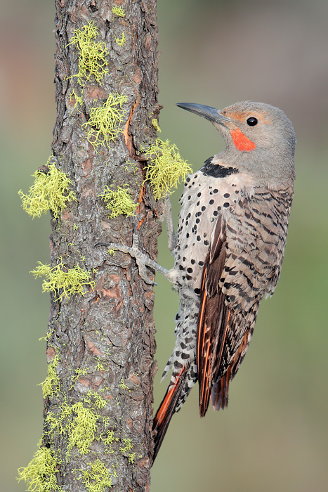 Northern Flicker (Red-shafted Flicker)